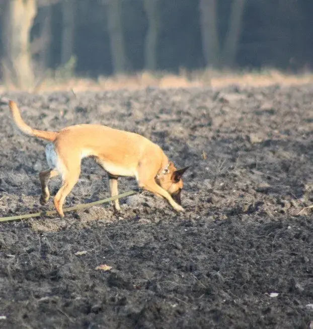 fährte, hundesport ausbildung